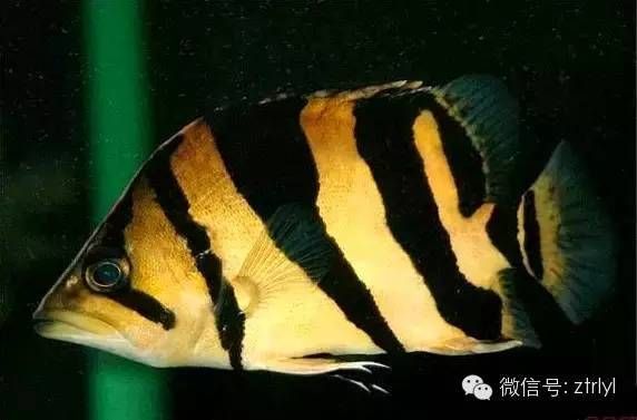 泰國(guó)虎魚的特征是什么：泰國(guó)虎魚的體型、體色、生態(tài)習(xí)性和行為特征 泰國(guó)虎魚 第3張