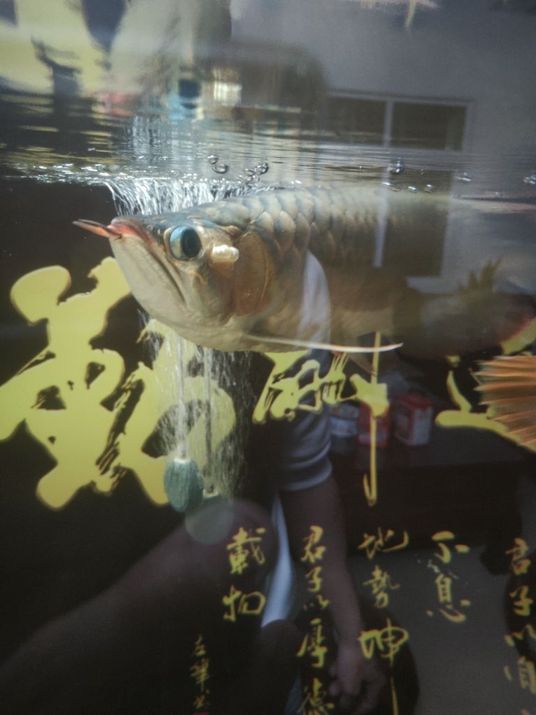 彩鰈魚(yú)缸燈架拆解：如何拆解彩蝶魚(yú)缸燈架 水族燈（魚(yú)缸燈） 第1張