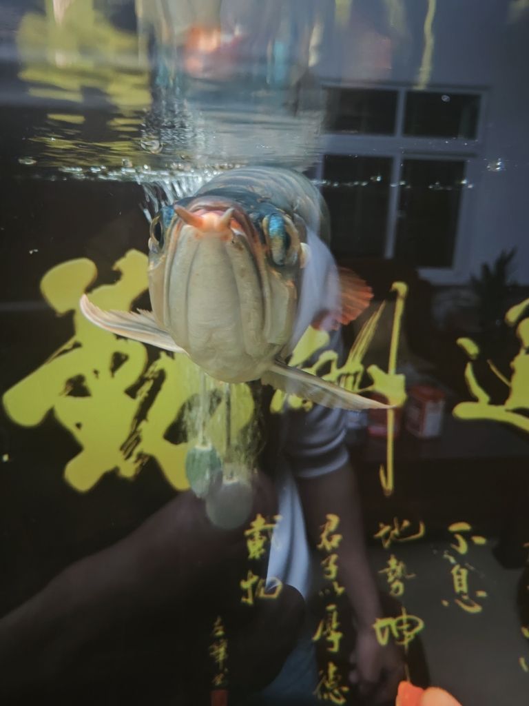 彩鰈魚(yú)缸燈架拆解：如何拆解彩蝶魚(yú)缸燈架 水族燈（魚(yú)缸燈） 第2張