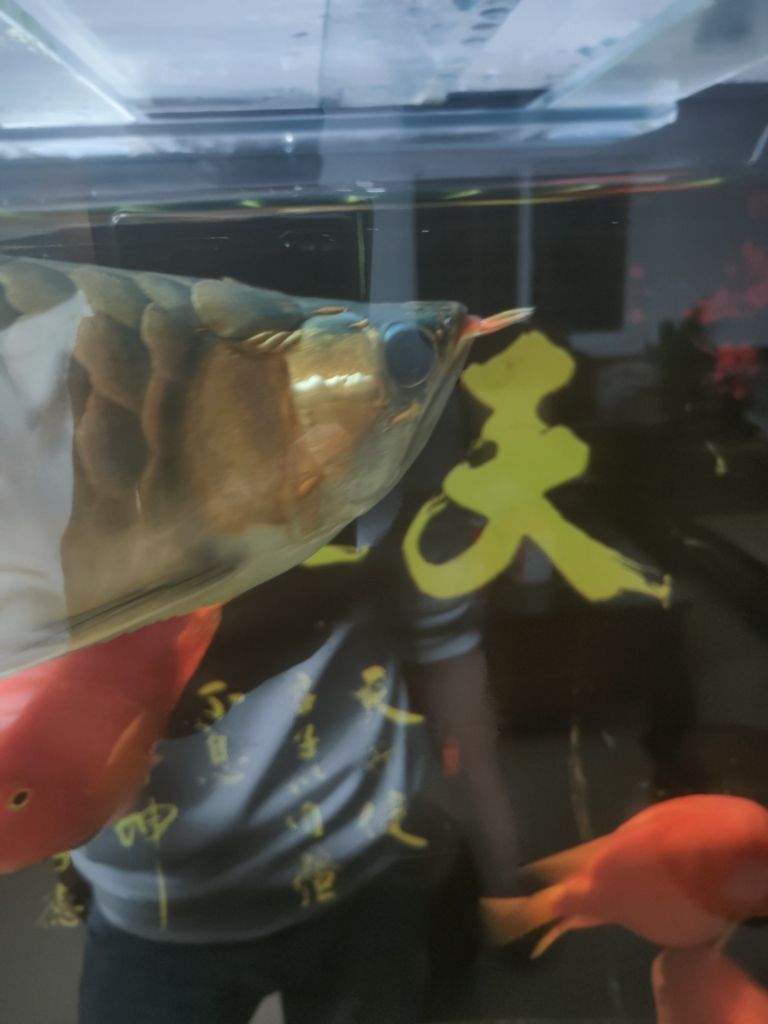 彩鰈魚(yú)缸燈架拆解：如何拆解彩蝶魚(yú)缸燈架 水族燈（魚(yú)缸燈） 第6張