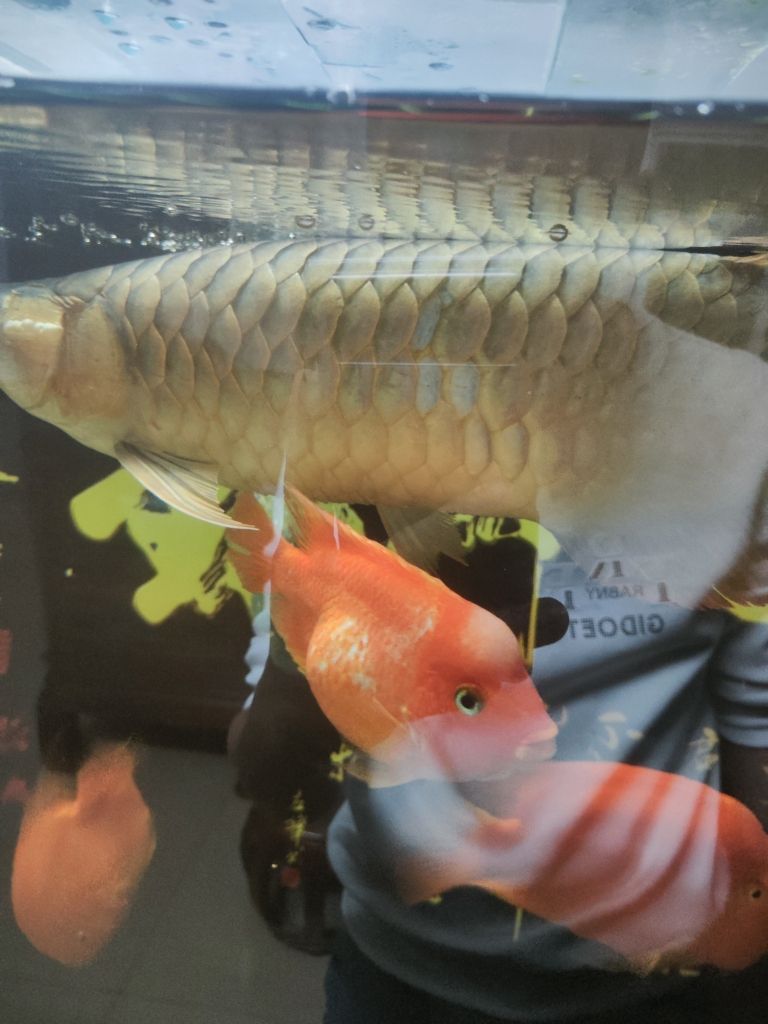 彩鰈魚(yú)缸燈架拆解：如何拆解彩蝶魚(yú)缸燈架 水族燈（魚(yú)缸燈） 第8張