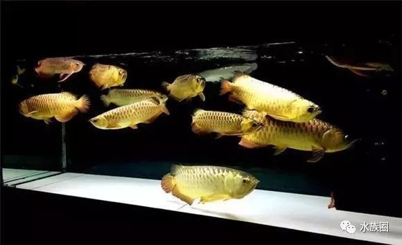 魟魚龍魚混養(yǎng)開燈問(wèn)題：魟魚和龍魚混養(yǎng)開燈問(wèn)題 魟魚百科 第1張