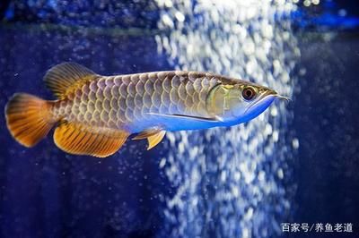 魟魚對水質(zhì)要求：關(guān)于魟魚對水質(zhì)的具體要求 魟魚百科 第3張