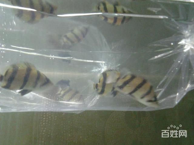 三紋泰北虎：三紋泰北虎是一種受歡迎的寵物魚,三紋泰北虎魚是一種受歡迎的寵物魚 泰國虎魚 第3張