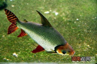 斑馬魚(yú)壽命：斑馬魚(yú)的壽命受多種因素影響主要包括生活環(huán)境、遺傳因素和飲食習(xí)慣