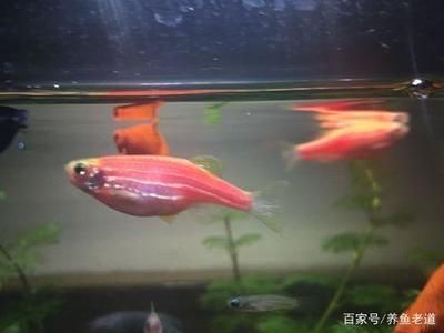 斑馬魚的卵屬于什么類型：關(guān)于斑馬魚卵的一些詳細信息