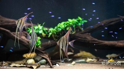 埃及神仙魚魚缸：埃及神仙魚的飼養(yǎng)方法 埃及神仙魚 第4張