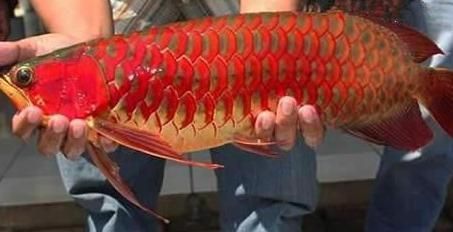 血紅色金龍魚(yú)多少錢(qián)一條：血紅色金龍魚(yú)價(jià)格查詢(xún)