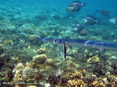 埃及魚：埃及埃及魚的種類和特征 埃及神仙魚 第4張