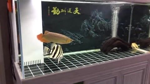 印尼虎魚褪色變白了還能活嗎多久：印尼虎魚褪色變白了還能活嗎印尼虎魚褪色變白了還能活嗎 虎魚百科 第2張