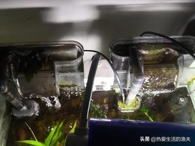 不用過濾魚缸：不使用過濾器的養(yǎng)魚方法 魚缸百科 第3張