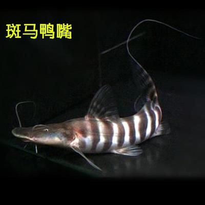 斑馬鴨嘴魚多少錢：斑馬鴨嘴魚的價(jià)格并不固定購買時(shí)應(yīng)考慮上述因素