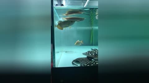 魟魚換水死亡為什么還能活：魟魚在換水過程中死亡為什么還能活 魟魚百科 第1張