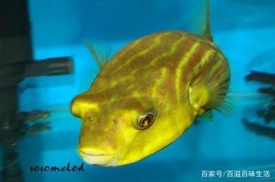 斑馬狗頭魚(yú)缸怎么布置的：斑馬狗頭魚(yú)的飼養(yǎng)方法