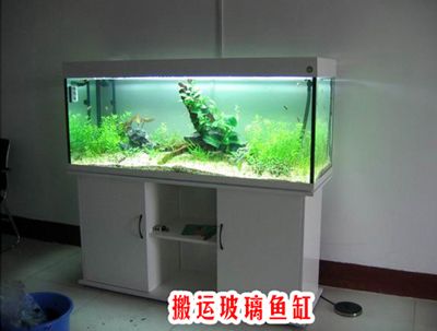 搬運(yùn)魚缸找哪家？：惠州搬運(yùn)魚缸搬家服務(wù)有限公司為您提供魚缸搬運(yùn)服務(wù) 魚缸百科 第1張