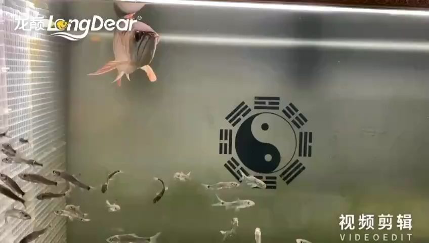 每天打卡：大熊胖虎,自己把自己當(dāng)寵物養(yǎng) 觀賞魚論壇