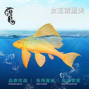 大帆魚清理魚缸嗎：大帆魚可以幫助清理魚缸嗎？