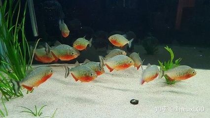 虎魚什么背景發(fā)色：如果你想讓你的虎魚發(fā)色更好，可以選擇白色或藍(lán)色的背景 虎魚百科 第1張