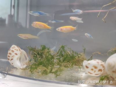 斑馬魚產卵：斑馬魚產卵準備 斑馬狗頭魚 第1張