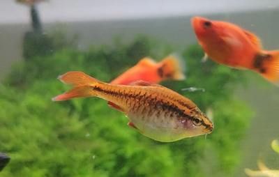 斑馬魚產卵：斑馬魚產卵準備 斑馬狗頭魚 第3張