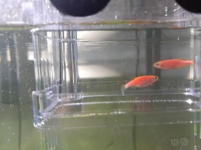 斑馬魚產卵：斑馬魚產卵準備 斑馬狗頭魚 第2張