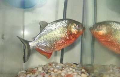 8厘米的虎魚(yú)吃什么：8厘米的虎魚(yú)有著多樣化的飲食需求具體取決于虎魚(yú)的種類和個(gè)人喜好 虎魚(yú)百科 第2張