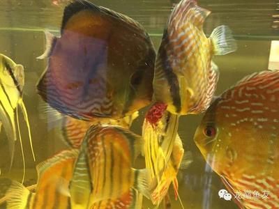 泰虎怎樣喂成球狀飼料：南托斯魚或暹羅虎魚是一種喜歡捕食活餌的大型觀賞魚 泰國虎魚 第2張