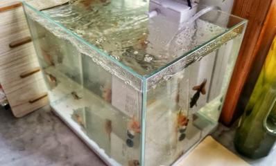 成品魚缸怎么樣養(yǎng)魚：成品魚缸怎么選擇 魚缸百科 第3張