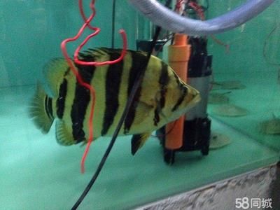 虎魚可以長多大：虎魚的生長潛力 虎魚百科 第3張