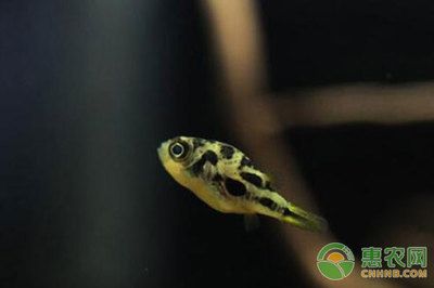 斑馬狗頭魚(yú)多大的魚(yú)缸能養(yǎng)：斑馬狗頭魚(yú)的飼養(yǎng)技巧