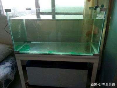 玻璃可以粘魚缸嗎：如何自制魚缸