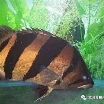 虎魚怎么會蒙眼睛：虎魚為什么會蒙眼 虎魚百科 第3張