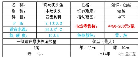 斑馬狗頭魚活體：斑馬狗頭魚怎么養(yǎng) 斑馬狗頭魚 第3張