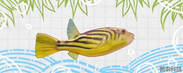 斑馬狗頭魚活體：斑馬狗頭魚怎么養(yǎng) 斑馬狗頭魚 第1張