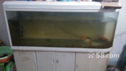 大魚缸搬家怎么辦：北京彩虹搬家公司大魚缸搬運(yùn)注意事項(xiàng)f魚缸搬運(yùn)注意事項(xiàng)