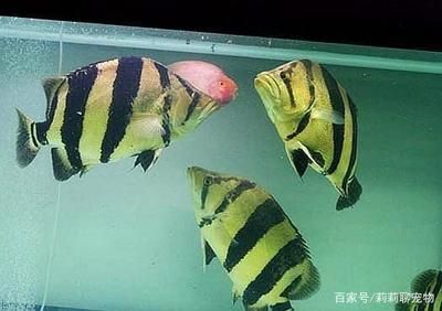 虎魚(yú)為什么會(huì)變色：虎魚(yú)為什么變色 虎魚(yú)百科 第3張