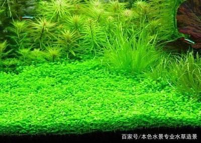 大型魚缸適合養(yǎng)水草嗎：大型魚缸養(yǎng)水草與普通魚缸的區(qū)別在于其生態(tài)系統(tǒng)的構建 魚缸百科 第4張