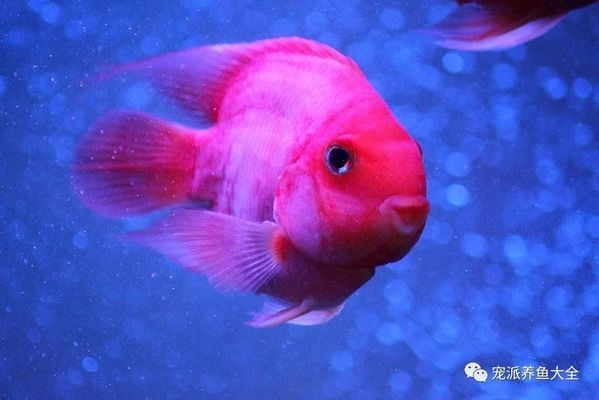 魟魚(yú)長(zhǎng)白毛怎么治療：魟魚(yú)長(zhǎng)白毛怎么治療魟魚(yú)長(zhǎng)白毛怎么治療