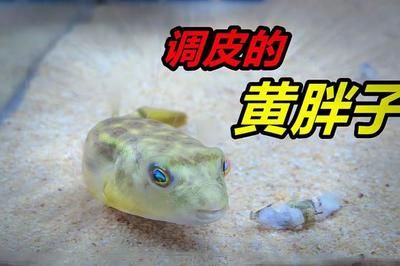 斑馬狗頭魚為什么突然死了：斑馬狗頭魚突然死亡可能有多種原因以下是一些可能 斑馬狗頭魚 第3張