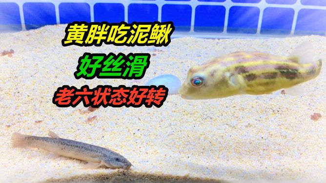 斑馬狗頭魚vs食人魚：斑馬狗頭魚與食人魚的區(qū)別