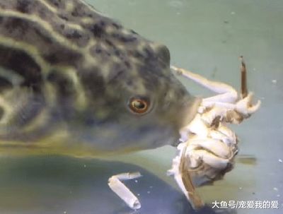 斑馬狗頭魚vs食人魚：斑馬狗頭魚與食人魚的區(qū)別