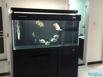 彩蝶魚缸燈架怎么安裝的：彩蝶魚缸燈架安裝方法 水族燈（魚缸燈） 第1張