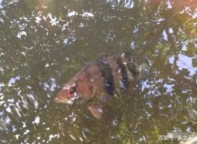 野生泰國(guó)虎魚生活地點(diǎn)：野生泰國(guó)虎魚主要生活在湄公河流域的國(guó)家，它們的生存能力較強(qiáng)