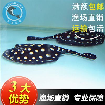 魟魚怎么分公母圖解：如何區(qū)分魟魚公母 魟魚百科 第3張