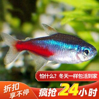 淡水觀賞魚(yú)燈魚(yú)：淡水觀賞魚(yú)燈魚(yú)的起源與分布淡水觀賞魚(yú)的起源與分布 水族燈（魚(yú)缸燈） 第1張