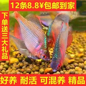 淡水觀賞魚(yú)燈魚(yú)：淡水觀賞魚(yú)燈魚(yú)的起源與分布淡水觀賞魚(yú)的起源與分布 水族燈（魚(yú)缸燈） 第2張