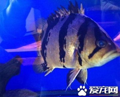 印尼虎魚貴嗎值錢嗎多少錢一條：三紋印尼虎魚價(jià)格在800元左右，印尼虎魚貴嗎多少錢一條 虎魚百科 第1張