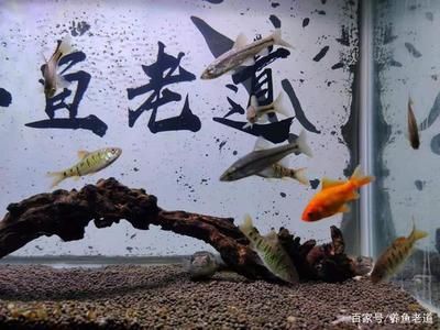 斑馬狗頭用多大魚缸好：斑馬狗頭魚的飼養(yǎng)環(huán)境要求