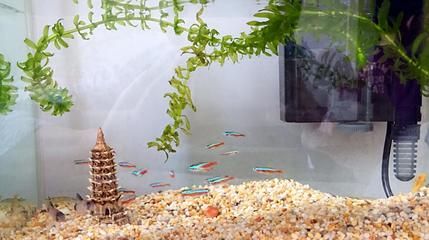 寶蓮燈魚好養(yǎng)嗎：寶蓮燈魚的飼養(yǎng)技巧 水族燈（魚缸燈） 第3張