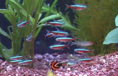 寶蓮燈魚好養(yǎng)嗎：寶蓮燈魚的飼養(yǎng)技巧 水族燈（魚缸燈） 第1張